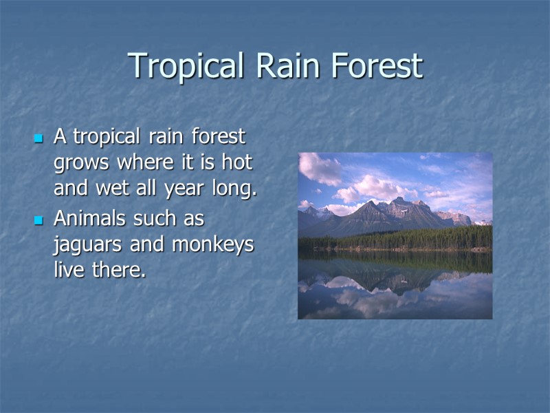 Tropical Rain Forest A tropical rain forest grows where it is hot and wet